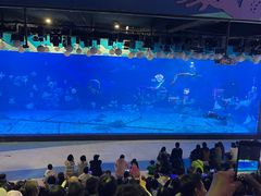 -烟台海昌鲸鲨海洋公园