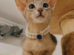 -猫十亿·布偶金渐层·曼基康矮脚猫舍(青年路店)