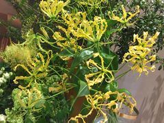 -周素珍湖州大馄饨(直戒坛寺巷店)