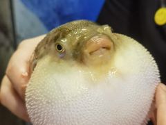 -肆月河豚·淮扬菜·湘菜(华天店)