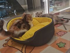 -babydoll猫舍·米努特·德文·缅因(久光中心店)