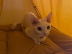 -猫大福·Fortune Cat猫舍(百子湾店)