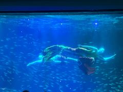 -海合安成都极地海洋公园