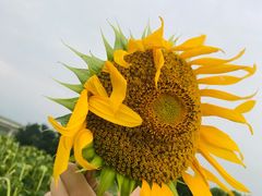 -光明小镇欢乐田园