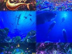 -海合安武汉极地海洋公园