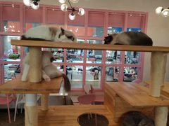 -喵匠猫主题咖啡(凯德和平广场店)