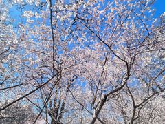 -桃花堤公园
