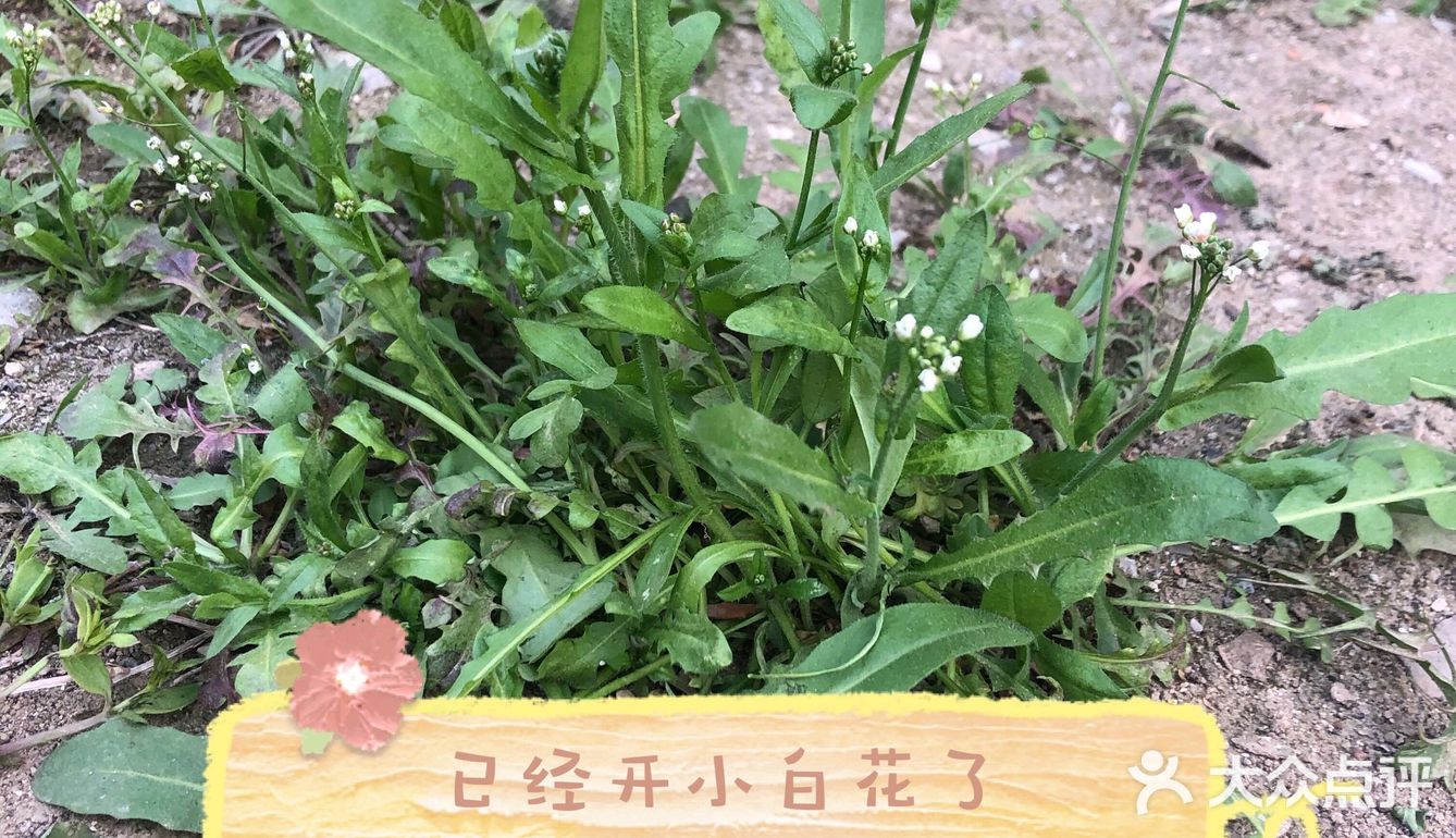 落落酱野菜摘起来