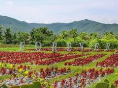 -亚龙湾国际玫瑰谷