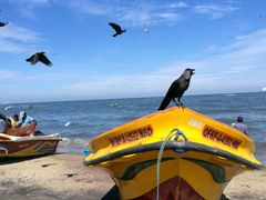 -尼甘布海鲜市场