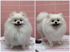 -FAELING PETS美天灵宠物(合生汇店)