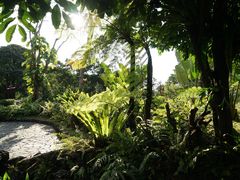 -深圳仙湖植物园