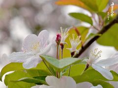 -海棠花溪(元大都城垣遗址公园)