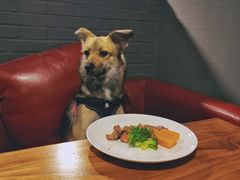 -百好乐宠物友好餐厅(朝外大街店)