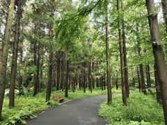 -东平国家森林公园