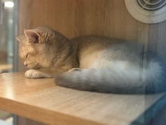 -BABIT巴比特宠物(MOMOPARK店)