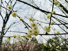 -香雪海
