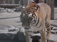 -上海野生动物园