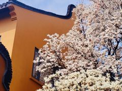 -龙华素斋(龙华路店)