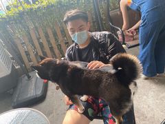 -柴犬高等学院·狗咖·柴犬售卖·宠物训练