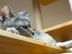 -喵园·猫主题咖啡厅·撸猫·猫咖(国贸店)