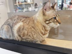 -Cappucimeow猫咪咖啡馆(韦伯时代店)