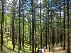 -苏木山森林公园