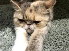 -酷豆宠物咖啡·宠物美食·撸猫馆