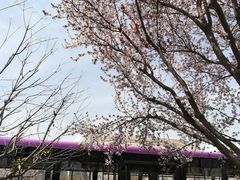 -西安青龙寺遗址景区