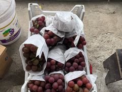 -马陆小张葡萄园农家乐