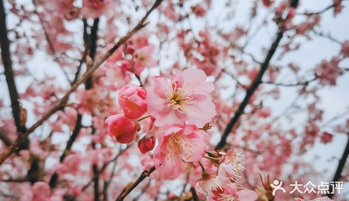 在衡阳打卡日本同款樱花海🌸