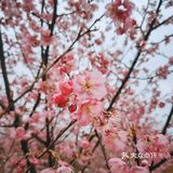 在衡阳打卡日本同款樱花海🌸