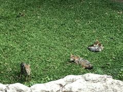 -清迈夜间动物园