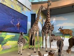 -陕西自然博物馆