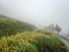 -紫鹊界梯田景区