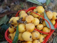 -塘栖枇杷特色园区