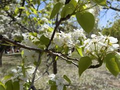 -长白岛森林公园