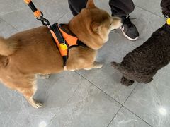 -中农国际动物医院24小时·猫科·骨科·急重症中心