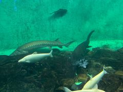 -太平洋海底世界