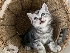 -喵zoo家庭繁育猫舍(尖东智能花园店)