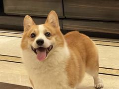 -萌宠之家·腊肠犬·马尔泰·小体犬舍