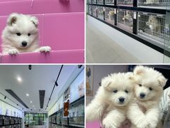 -翊宠yipet猫狗购宠庄园犬舍•猫舍