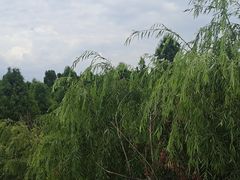 -捞渔河湿地公园