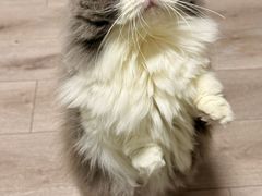 -猫大福·Fortune Cat猫舍(百子湾店)