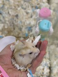 点击看大图 -神奇动物撸宠馆·羊驼·小浣熊·异宠(豫园店)