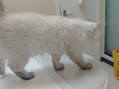 -纳吉亚猫专科动物医院博雅分院