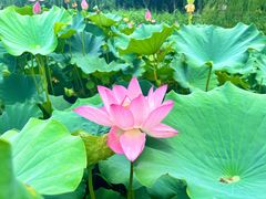 -莲花池公园