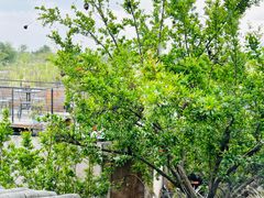 -翠田Green Field Kitchen