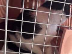 -艾贝尔宠物医院·24H转诊中心·肿瘤猫专科(江宁双龙店)