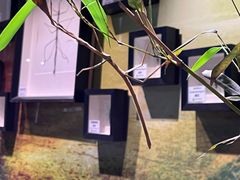 -正佳雨林生态植物园